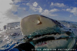 Rough seas mean it's time for Lemon Snaps! Never is there... by Steven Anderson 